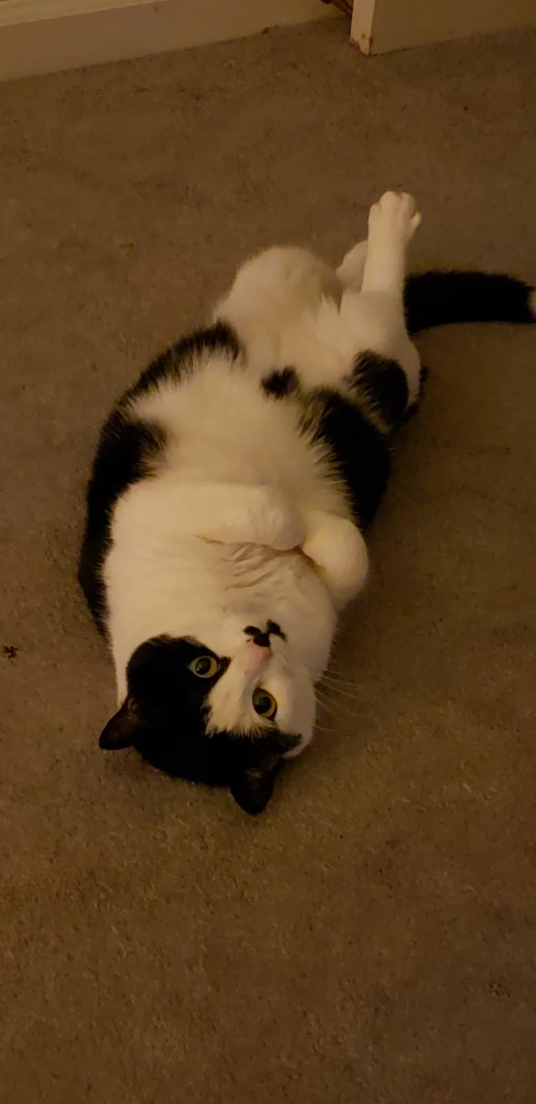 A black and white cat lies on its back on a beige carpet, legs curled up, looking up with wide eyes. The overlaid text reads…