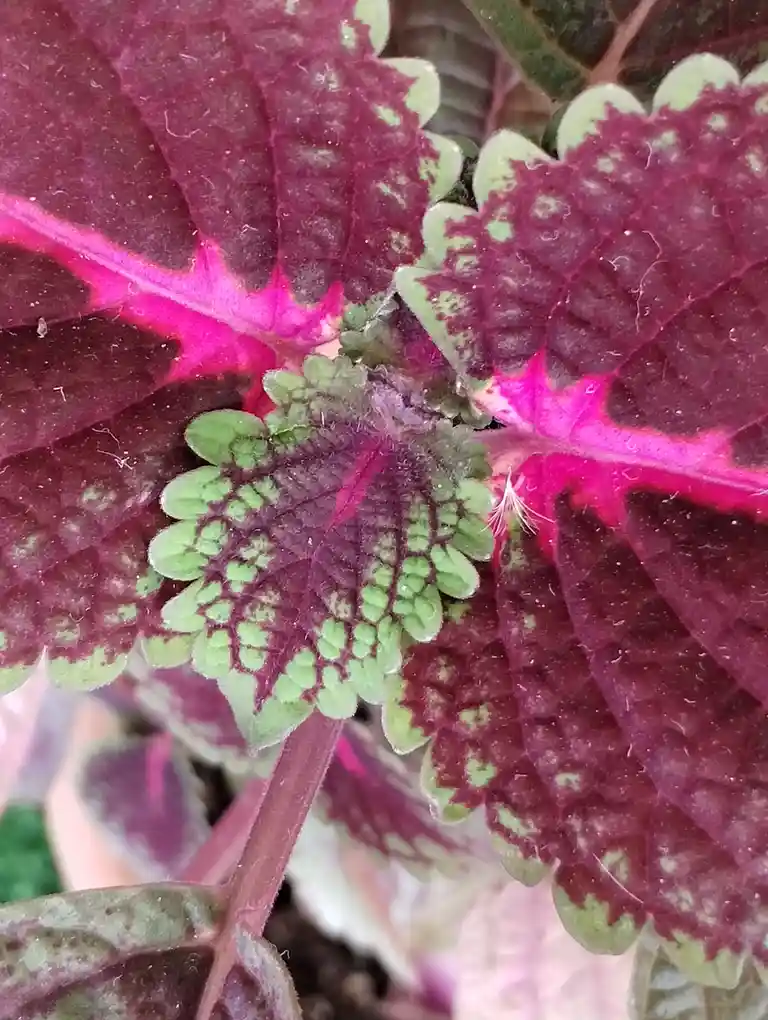 A close-up photo of a colorful plant with large, variegated leaves in shades of deep purple, magenta, and green, featuring…
