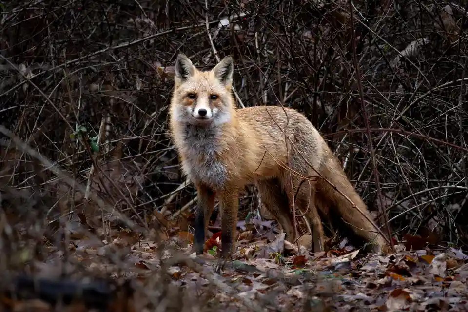 A red fox stands alert in a thicket of bare branches and fallen leaves, looking directly at the camera with a serious…