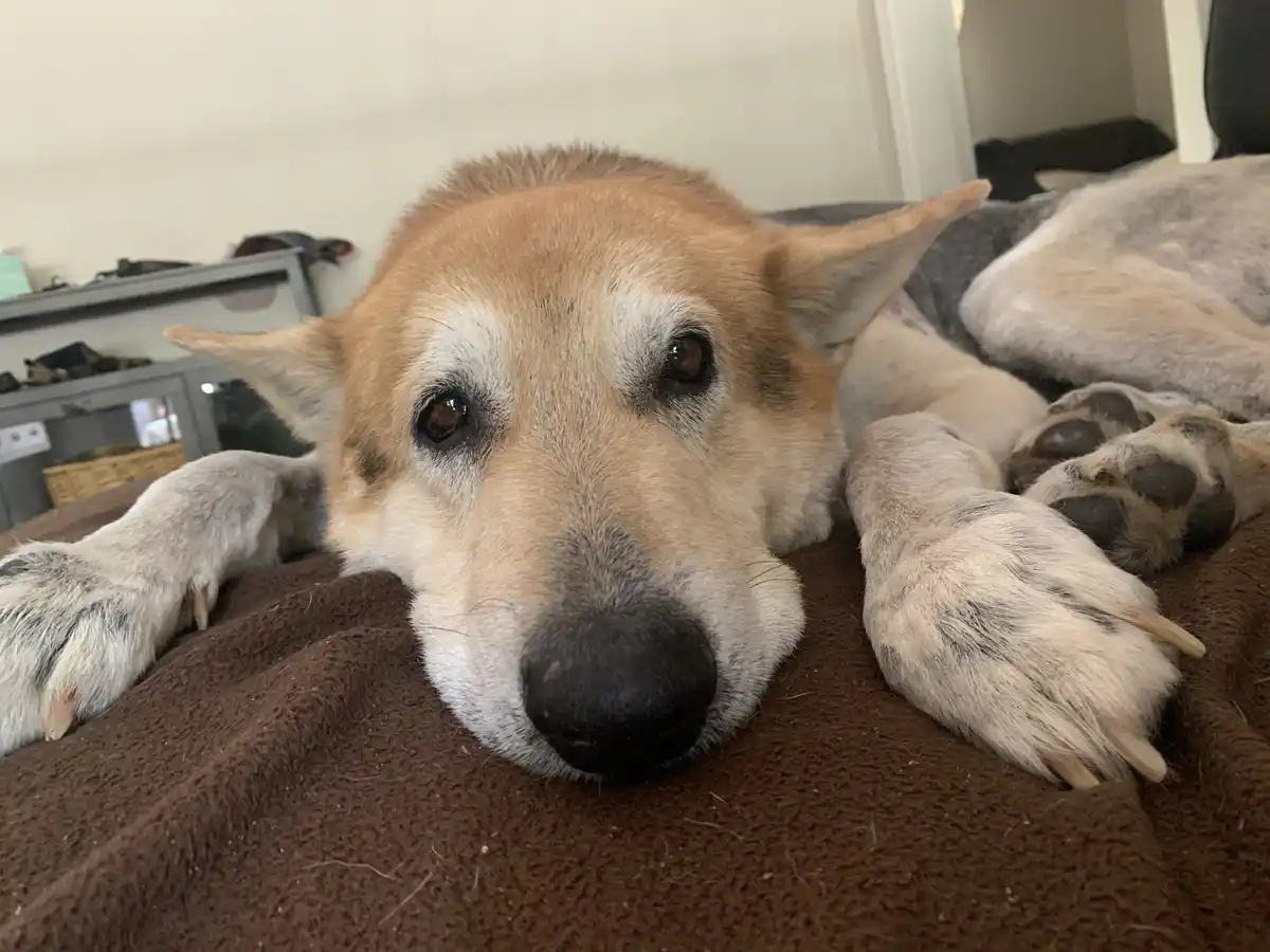 A close-up photo of a tan and white dog with a sad, tired expression, lying on a brown blanket with its paws outstretched…