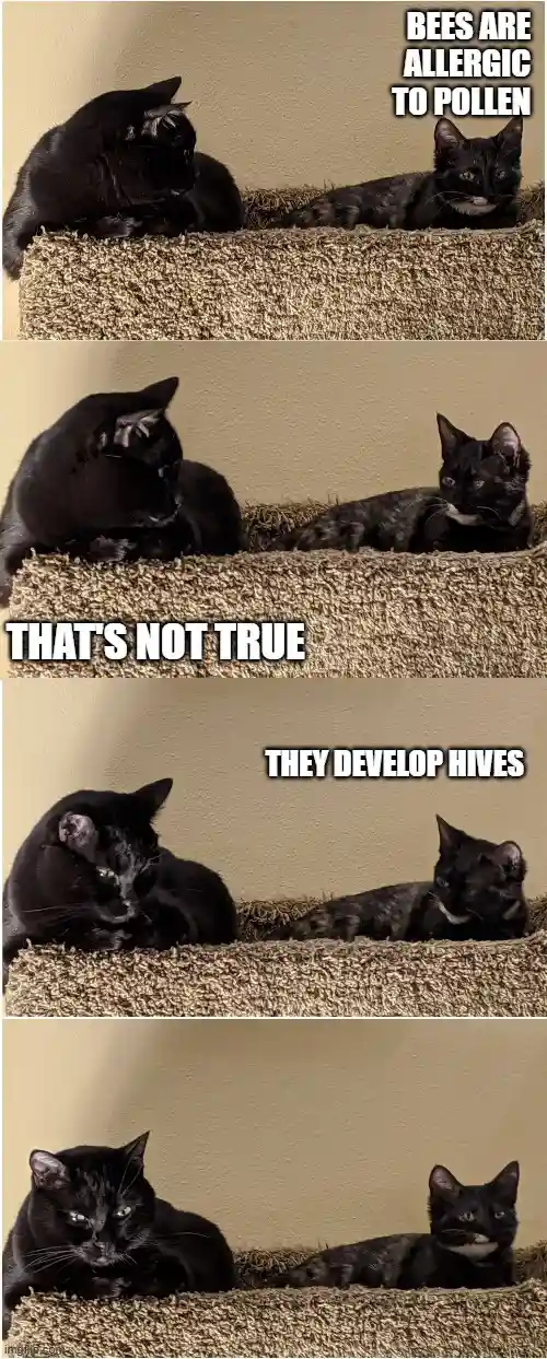 A four-panel meme featuring two black cats on a carpeted surface. In the first panel, one cat says 'BEES ARE ALLERGIC TO…