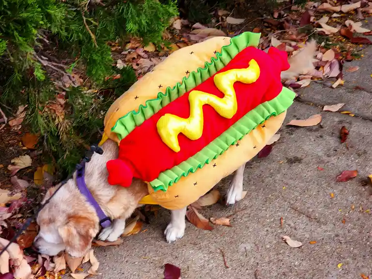 Wishing You a Happy Halloween from My Adorable Hot Dog, Buddy!
