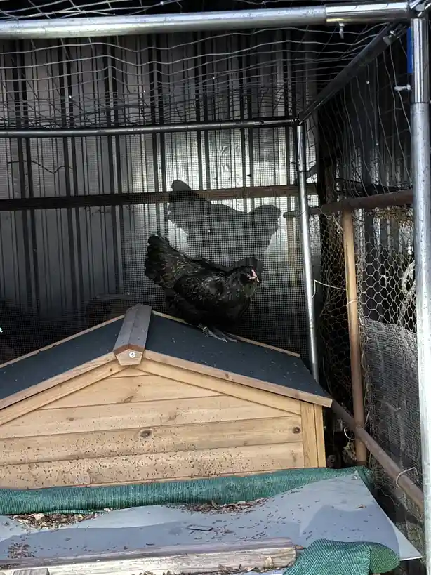 A black chicken stands atop a wooden coop roof inside a wire mesh enclosure, with its reflection visible in the mesh behind…