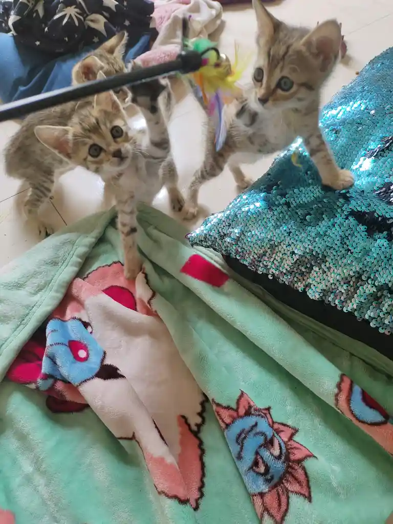Two small tabby kittens with wide eyes are playfully interacting with a feather wand toy on a tiled floor. One kitten stands…