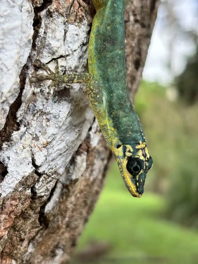 A vibrant green and yellow lizard with textured scales clings to the rough, white and brown bark of a tree trunk, its head…