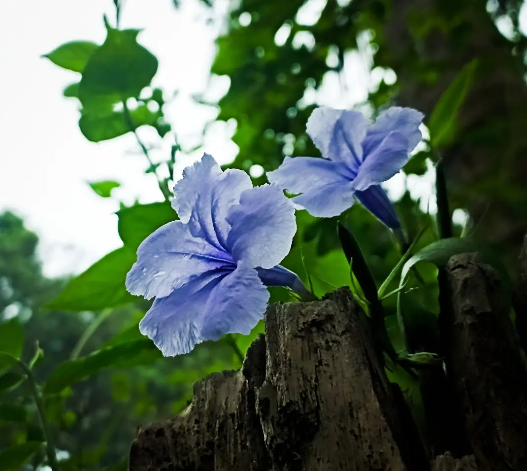 Two light purple flowers bloom atop a weathered wooden stump, surrounded by green foliage and a bright, out-of-focus…
