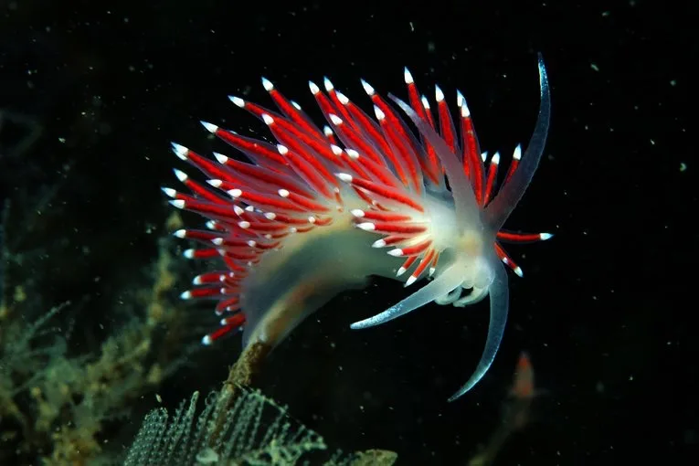 A vibrant red and white sea slug with feathery appendages swims against a dark underwater background, with the overlaid text…
