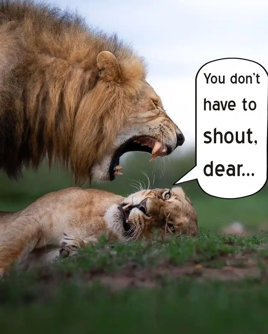 A male lion with a full mane is roaring aggressively downward at a female lion lying on her back in the grass. A speech…