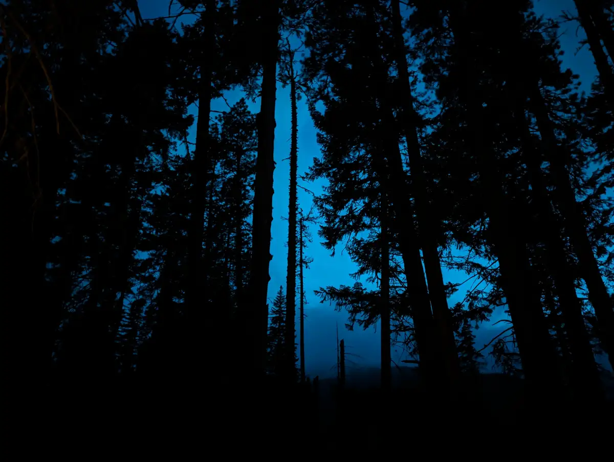 A dark forest scene with tall pine trees silhouetted against a deep blue twilight sky. The trees are mostly black, creating…