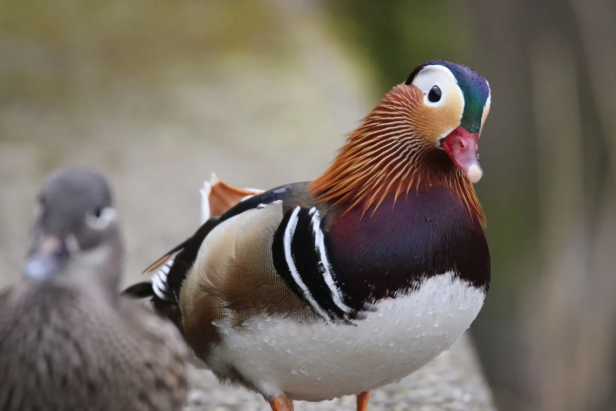 A vibrant, colorful male mandarin duck with a white eye-ring, green head, and orange beak stands in focus, while a plain…