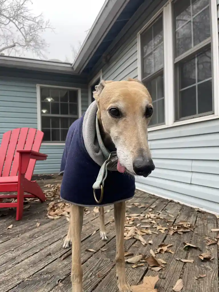 A slender, tan-colored greyhound stands on a wooden deck covered in fallen leaves, wearing a navy blue fleece coat with a…