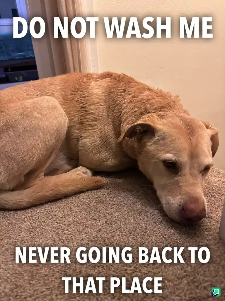 A light brown dog with a sad, pleading expression lies on a beige carpet, looking exhausted or traumatized. The text…