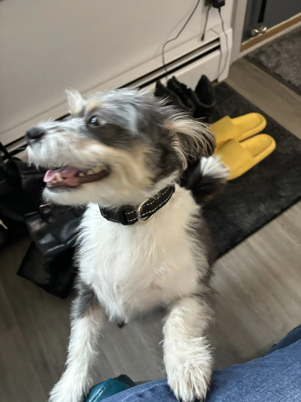 A small, fluffy dog with black, white, and gray fur is looking up with an eager, happy expression, its mouth slightly open…