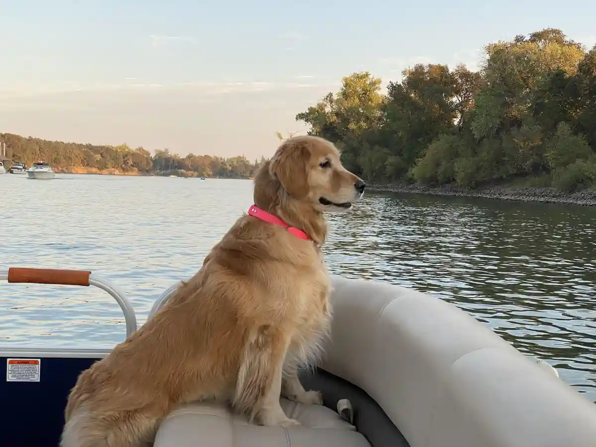 A golden retriever wearing a pink collar sits calmly on the edge of a boat, gazing out at a calm lake surrounded by trees…