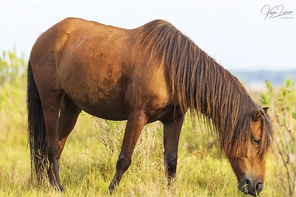 A brown horse with a long mane is grazing in a field of tall grass under a bright sky. The horse is viewed from the side…