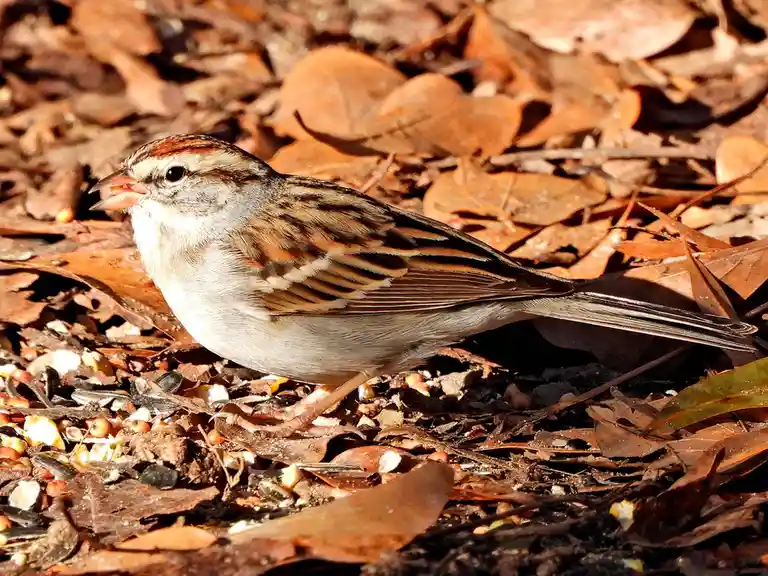 A small brown and white bird, likely a sparrow, stands among fallen leaves and birdseed on the ground. Its beak is slightly…