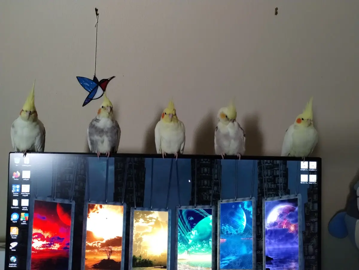 Five cockatiels are perched in a row on the top edge of a computer monitor, which displays a desktop with multiple colorful…