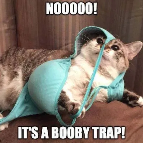A tabby cat is lying on a brown couch, wearing a light blue bra that is pulled over its head and body, with the straps…