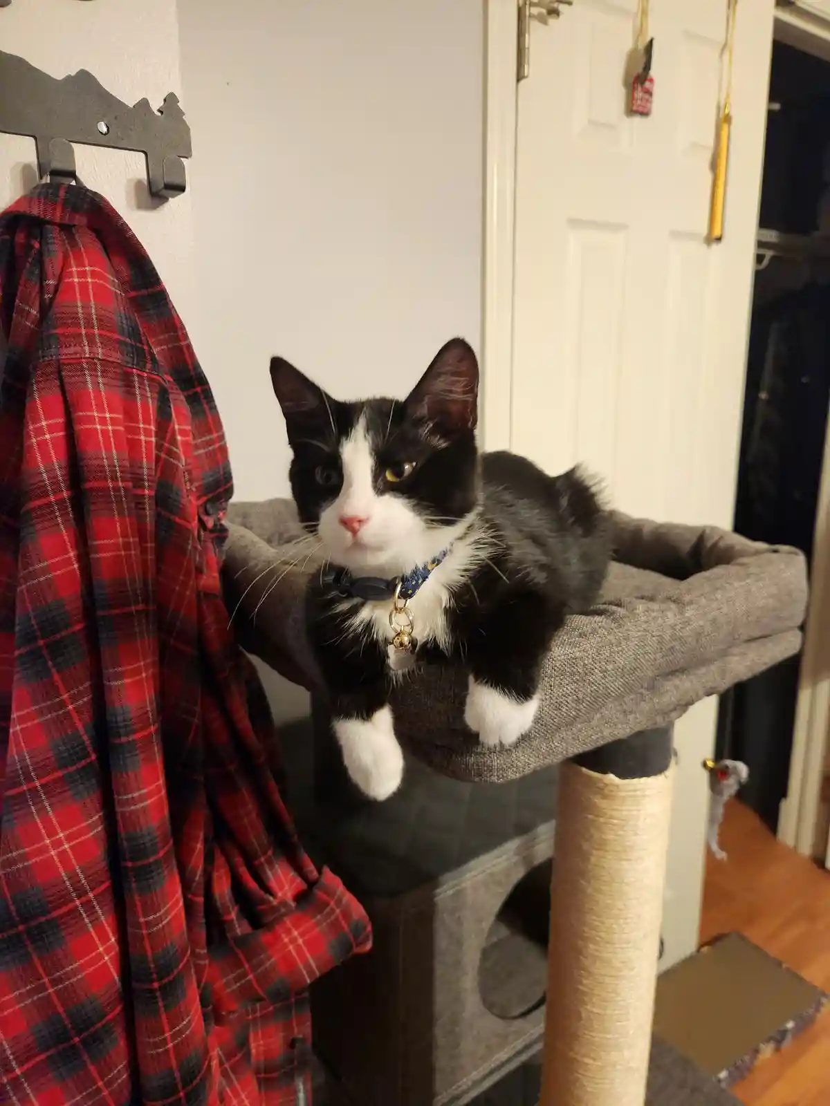 A black and white cat with a blue collar sits atop a grey cat tree, looking directly at the camera with a bored expression…