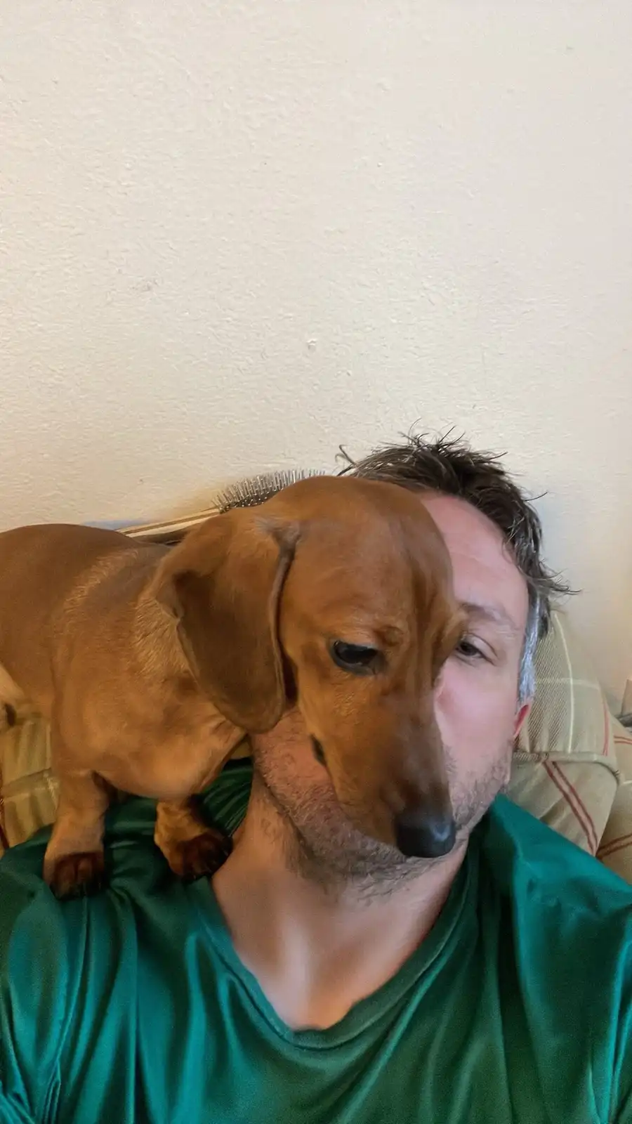 A brown dachshund stands on a person's shoulders, its head resting near the person's cheek, while the person looks at the…