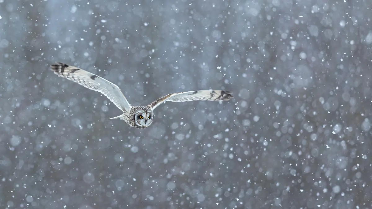 A short-eared owl is captured mid-flight with wings spread wide against a snowy backdrop, snowflakes falling around it. The…