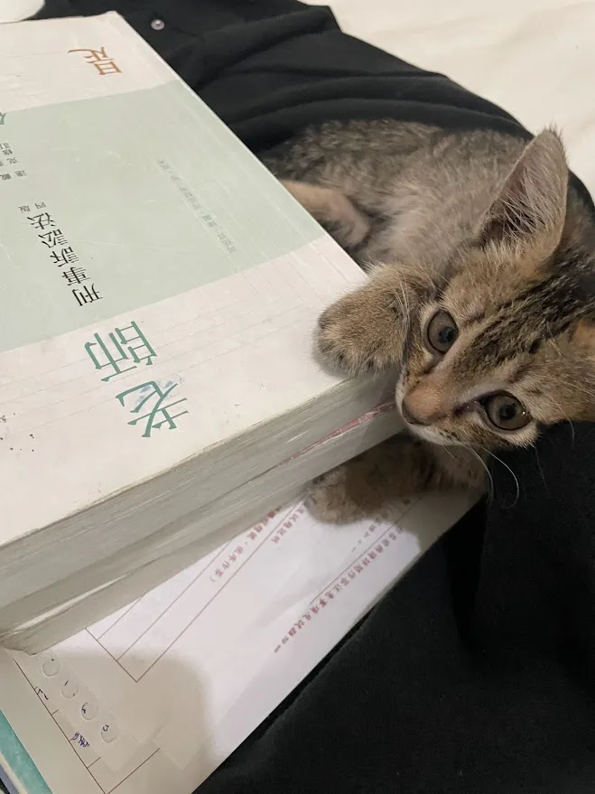 A small tabby kitten with wide, innocent eyes is peeking out from behind a thick stack of books. The top book has large…