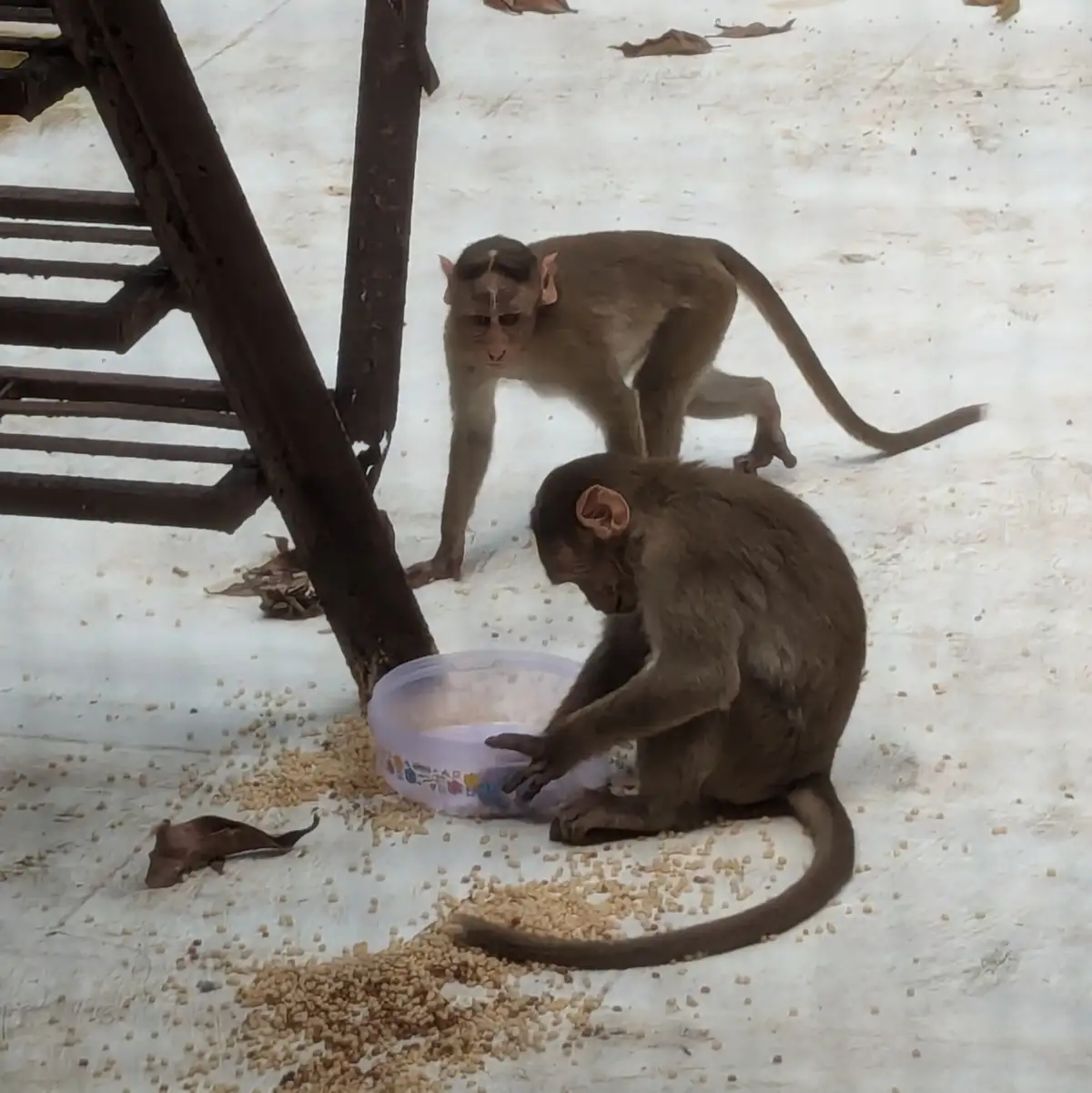 Two brown monkeys are on a light-colored concrete surface near a metal structure. One monkey is sitting and reaching into a…