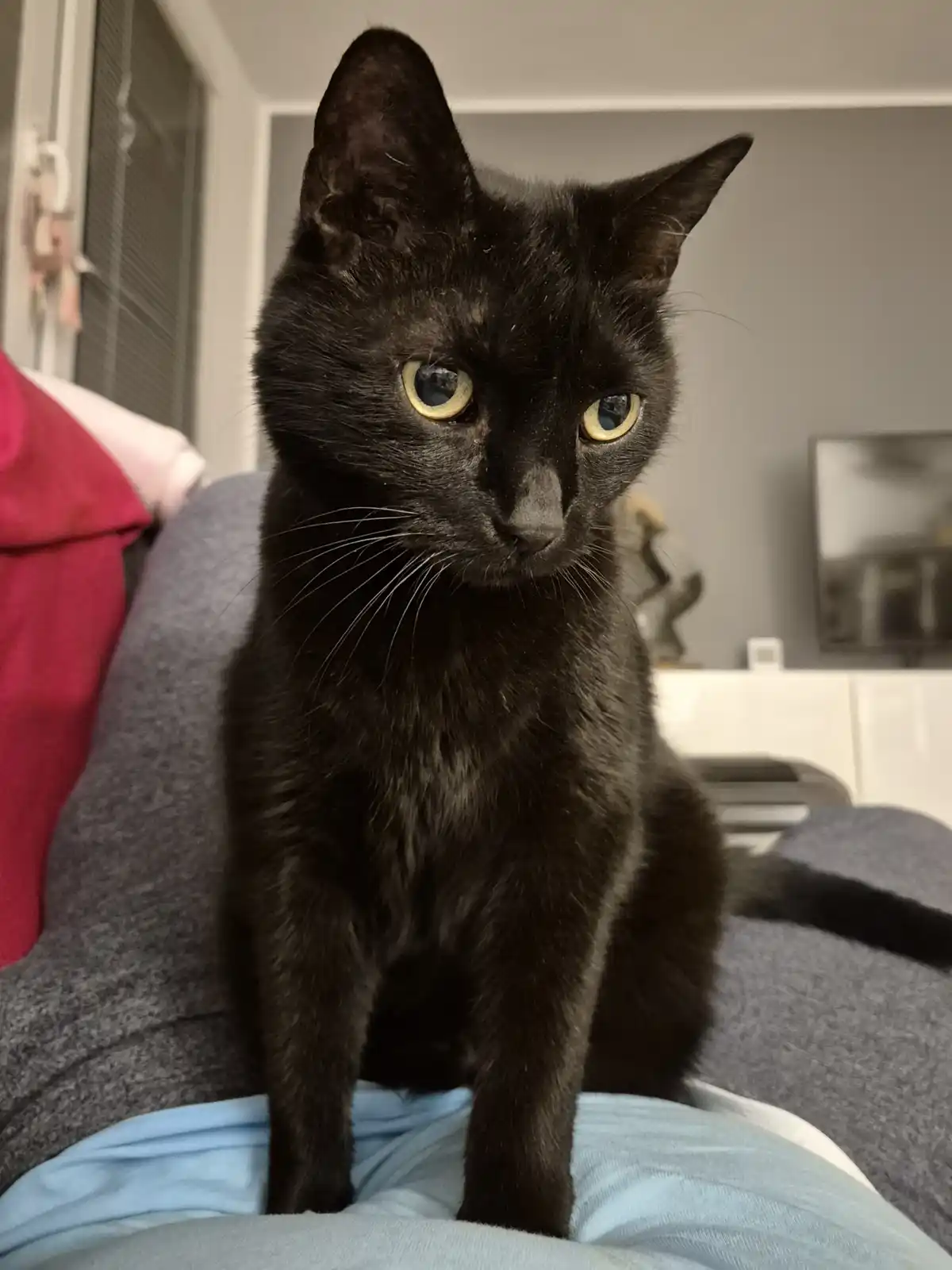 A black cat with yellow eyes sits upright on a person's lap, looking directly at the camera with a serious, unimpressed…