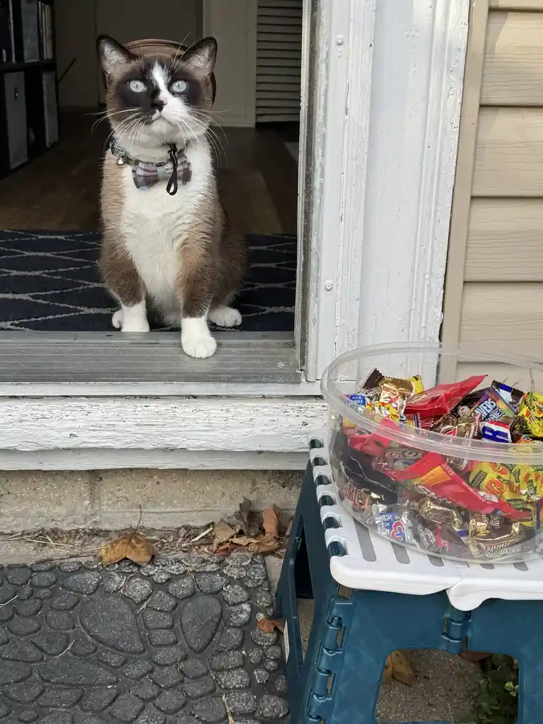 A snowshoe cat with blue eyes, wearing a small brown hat and a plaid bowtie, sits solemnly on a porch step looking upward…