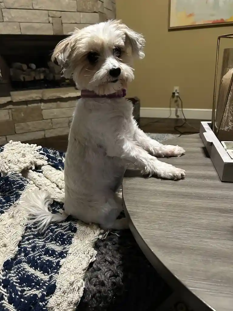 Feasting on Thanksgiving Dinner Delights