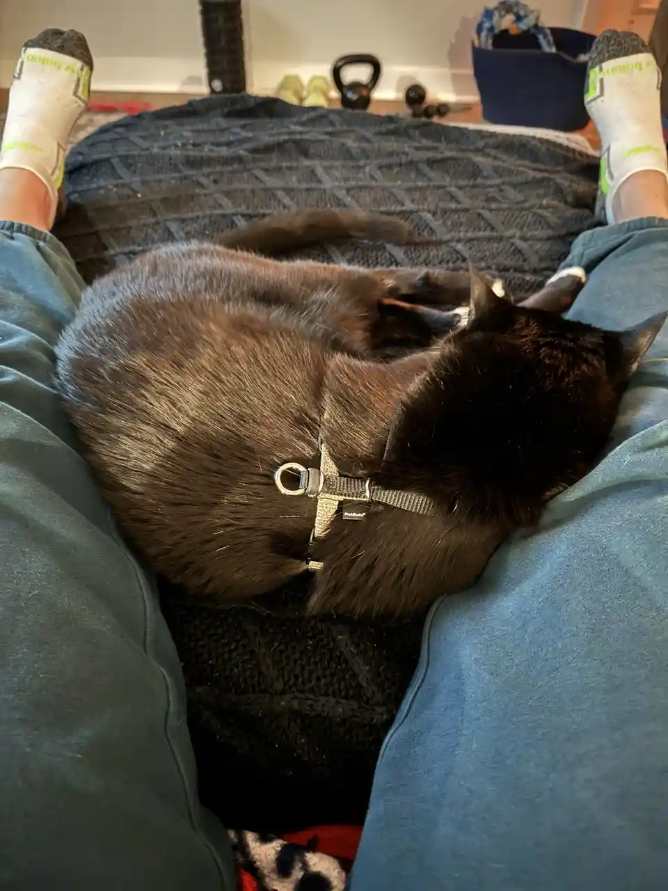 A black cat wearing a harness sleeps curled up between a person's legs, who is lying down on a dark blanket with feet in…