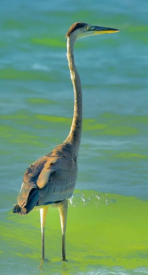 A tall grey heron stands gracefully in shallow, greenish water, its long neck extended and sharp beak pointed forward. The…