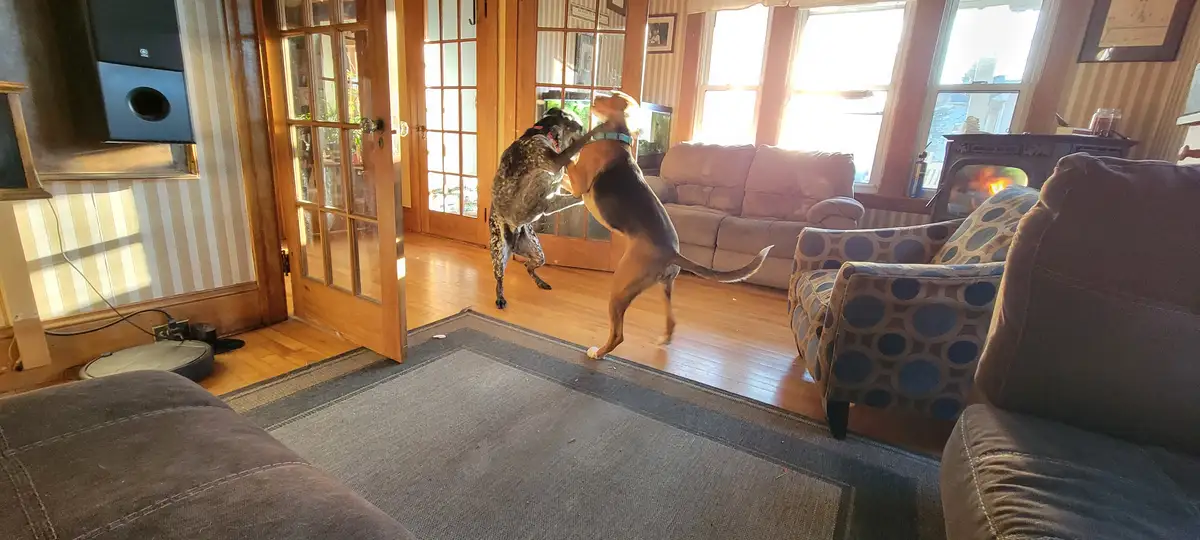 Epic Showdown: The Dog Fight Begins!