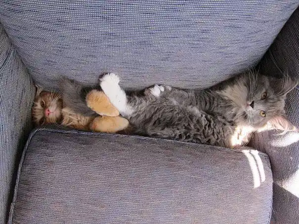a fluffy gray cat lies on its back on a gray fabric couch, paws up, looking relaxed, while a smaller orange tabby cat peeks…