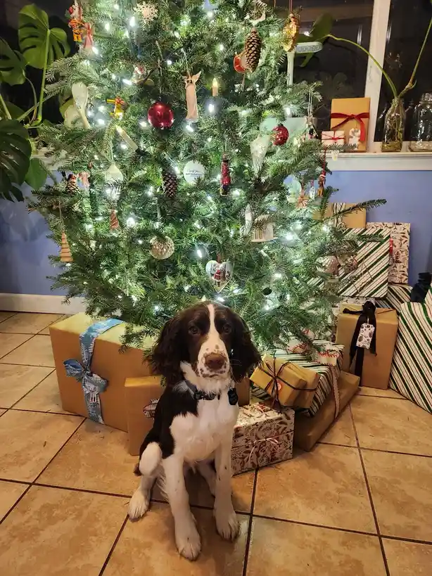 A brown and white dog with floppy ears sits on a tiled floor in front of a decorated Christmas tree with lights and…
