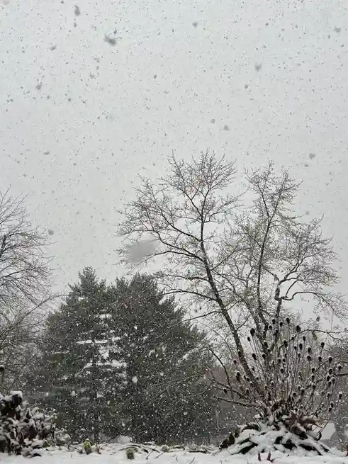 A snowy outdoor scene with bare trees and evergreens covered in snow, snowflakes falling heavily against a gray sky, with…