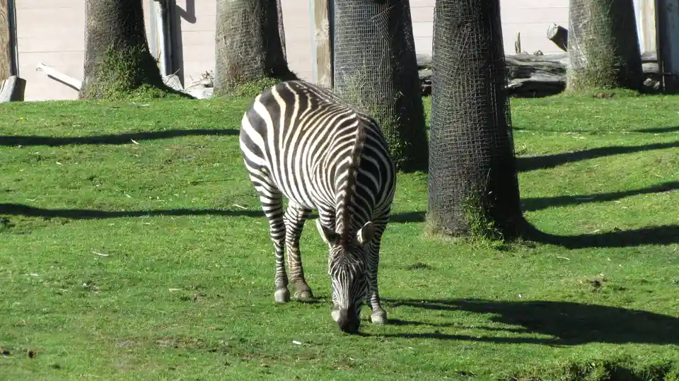 A zebra with black and white stripes is grazing on green grass in an enclosure with several trees wrapped in wire mesh. The…