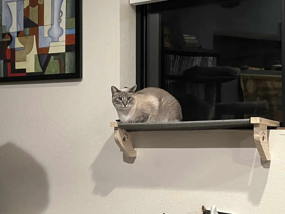 A light-colored cat with large eyes sits calmly on a wooden shelf mounted on a white wall, looking directly at the camera…