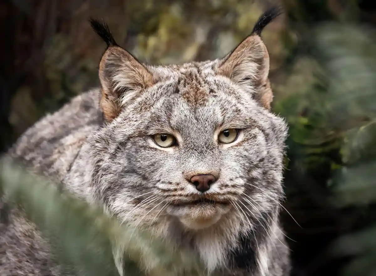 A close-up photograph of a lynx with tufted ears and a focused, intense gaze, set against a blurred natural background. The…