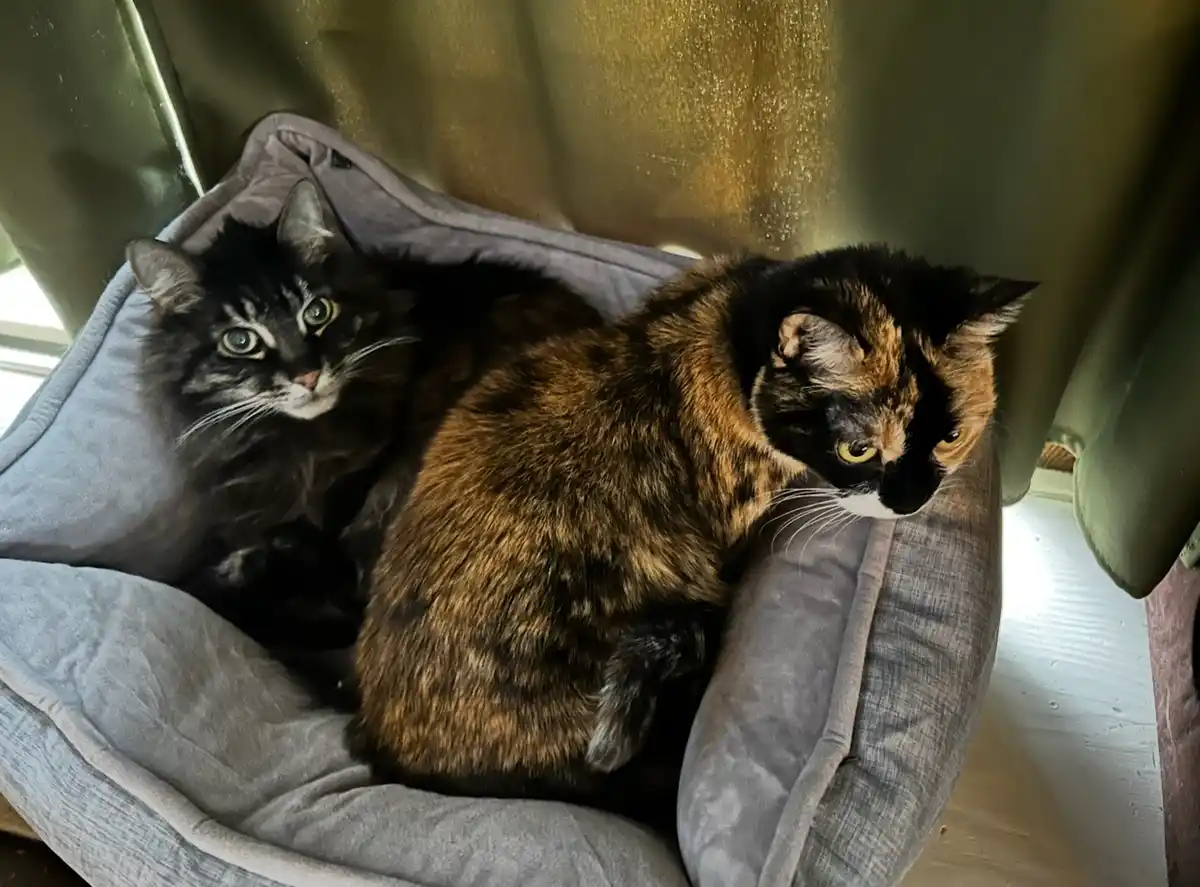 Two cats, one fluffy black and one tortoiseshell, are lounging together in a grey pet bed. The black cat looks directly at…