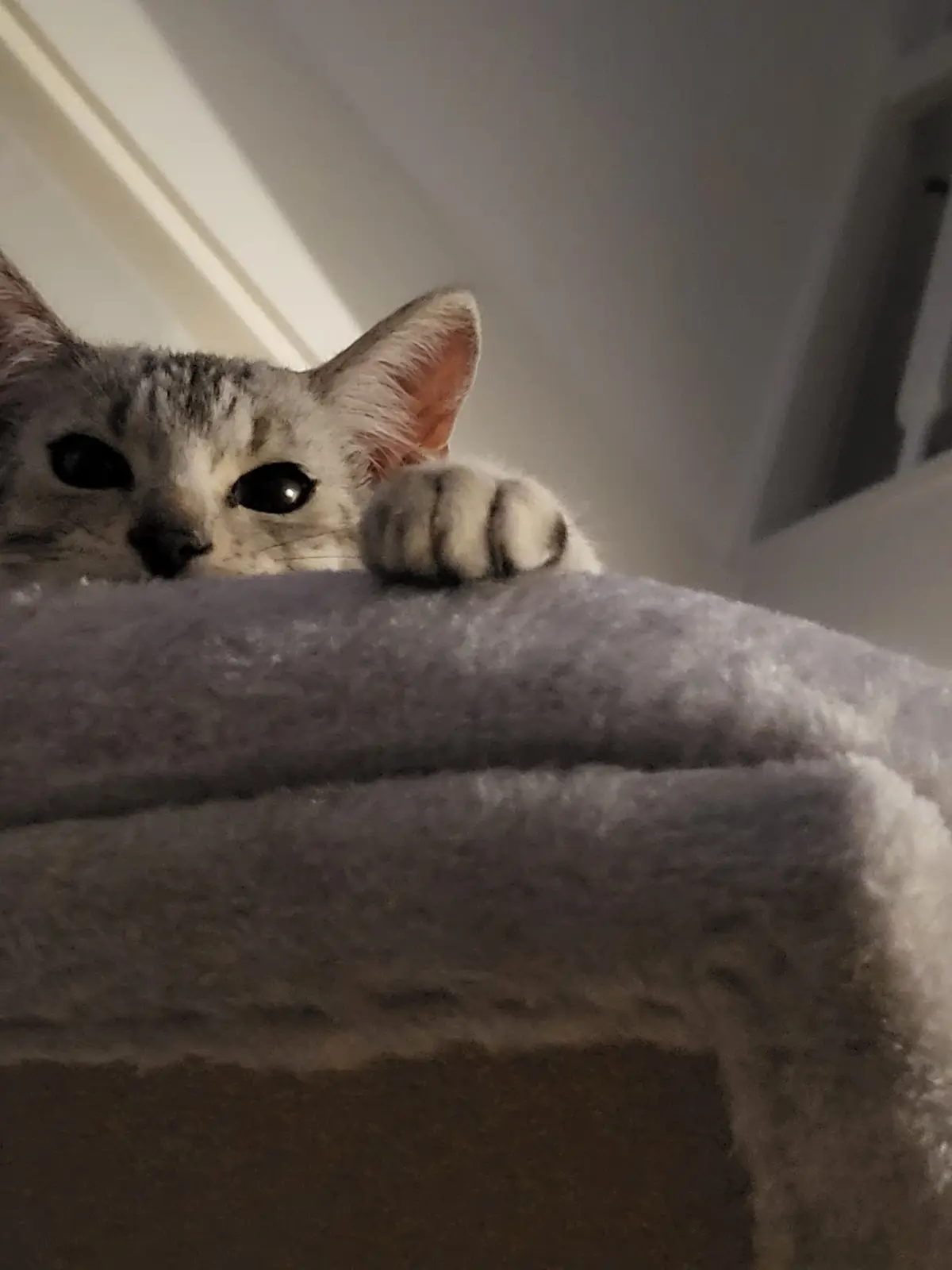 A small silver tabby cat peeks over the edge of a gray, fluffy surface, one paw resting on the edge, looking directly at the…