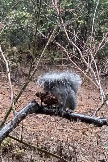 A gray squirrel is perched on a branch in a forest, holding a pinecone, with its fur looking wet and matted, especially on…
