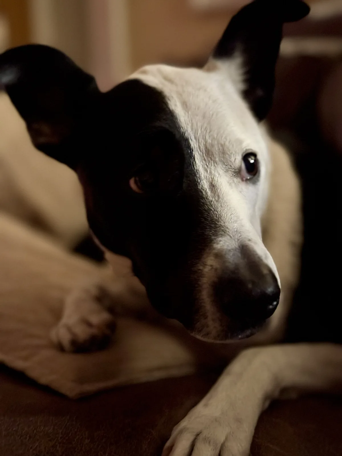 A close-up photo of a black and white dog lying down on a brown couch, looking directly at the camera with a calm, slightly…