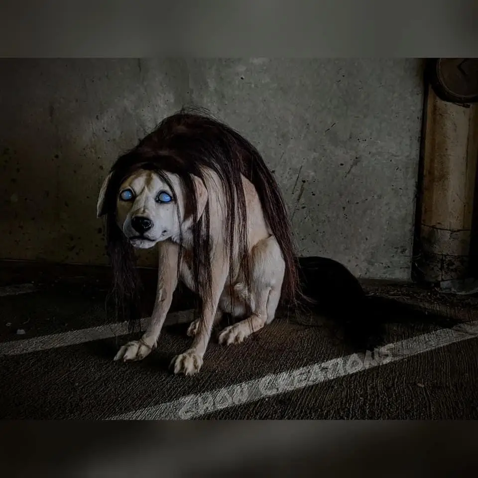 A light-colored dog sits on a concrete floor with a long, dark wig covering its head and glowing blue eyes, looking…