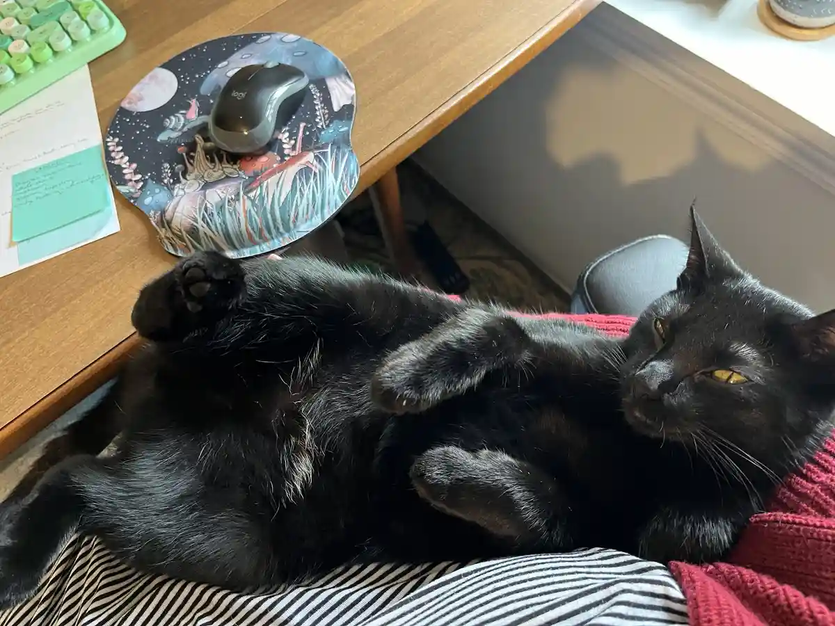 A black cat lies on its back on a person's lap, paws up, looking relaxed and slightly smug. Beside it on a wooden desk is a…