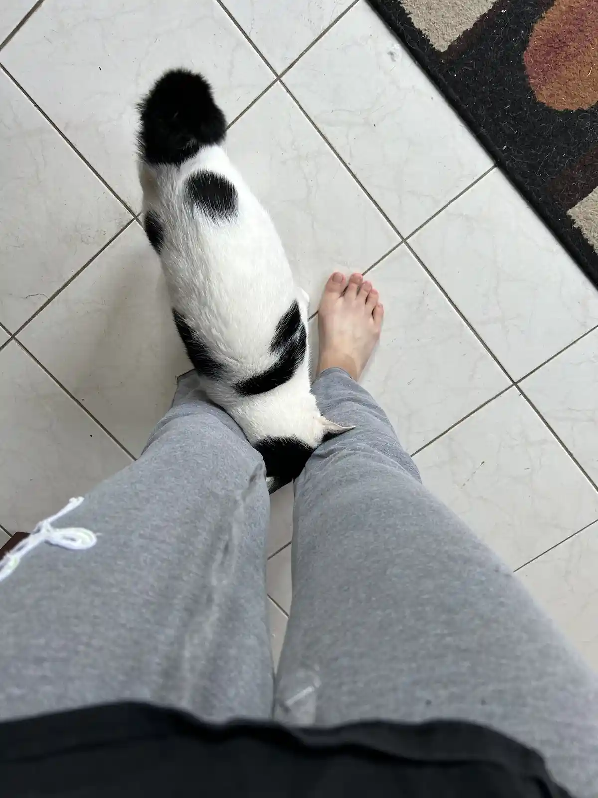 A black and white cat is curled up and resting its head on a person's bare foot, which is resting on a white tiled floor…