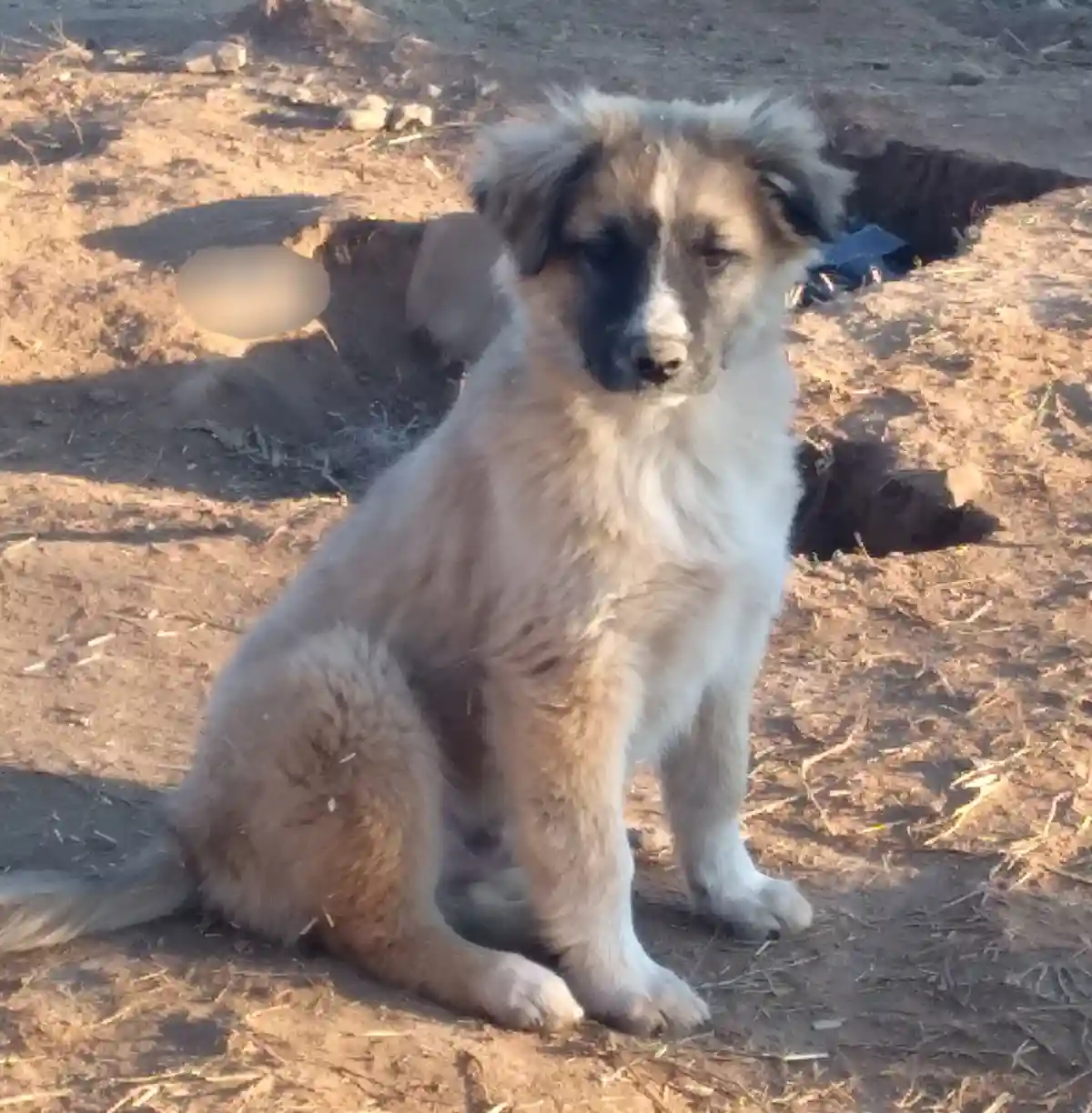 A scruffy, muddy-looking puppy with a sad, pleading expression sits on dry dirt. Behind it, a blurred, oval-shaped object is…