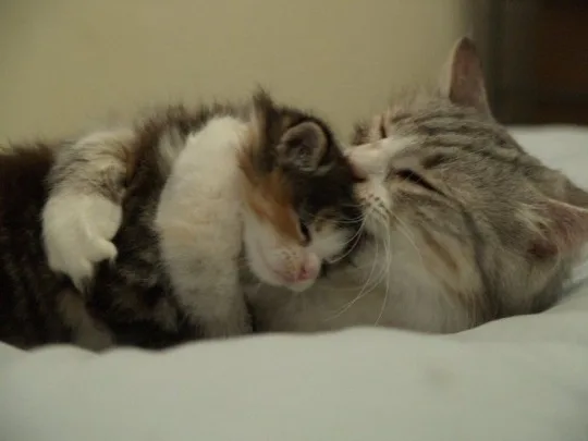 two cats are cuddling affectionately on a white surface; one is a fluffy calico kitten with white paws, the other is a…