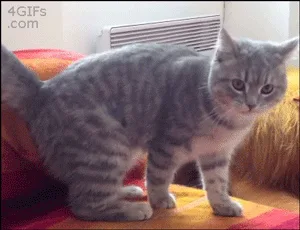 A sequence of six images shows a gray tabby cat standing on a bed with orange and red bedding, then progressively bending…