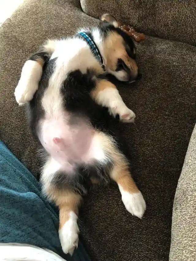 A tricolor puppy is sleeping on its back on a brown couch, exposing its pink belly and paws, with a blue collar and a chew…